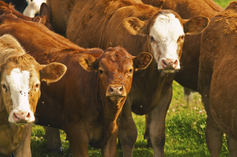 bovine caprine and cavy are all